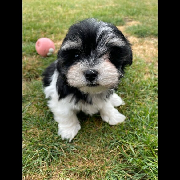Morkie - Both