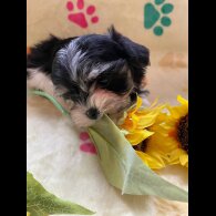 Morkie - Both