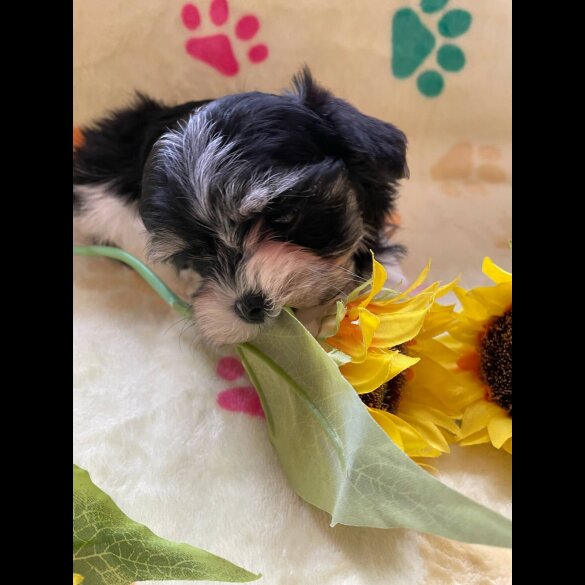 Morkie - Both