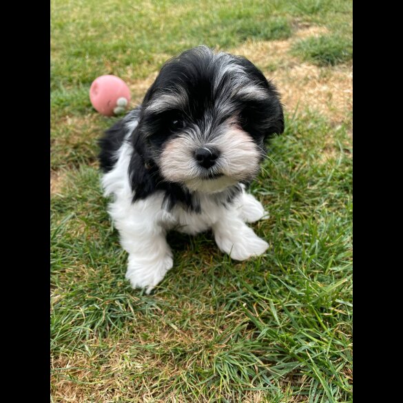 Morkie - Both