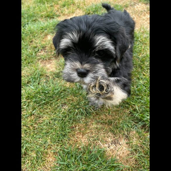 Morkie - Both