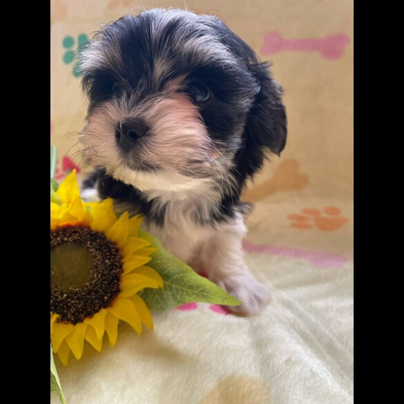 Morkie - Both