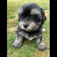 Morkie - Both