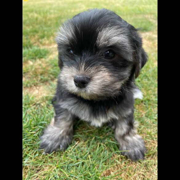 Morkie - Both