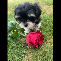 Morkie - Both