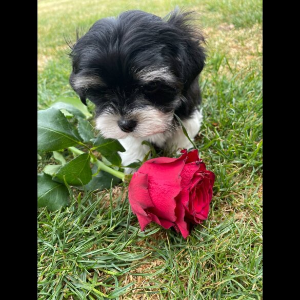 Morkie - Both