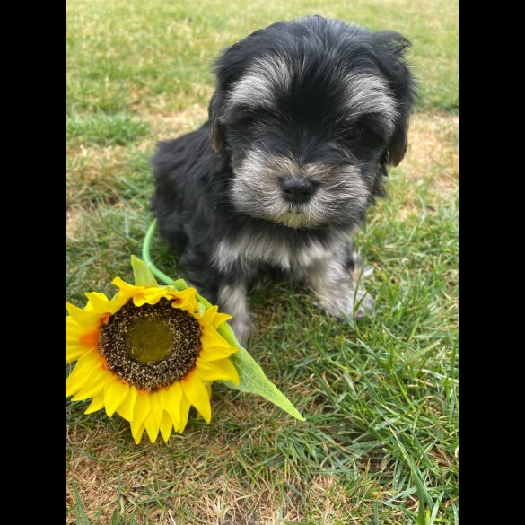 Morkie - Both