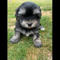 Morkie - Both