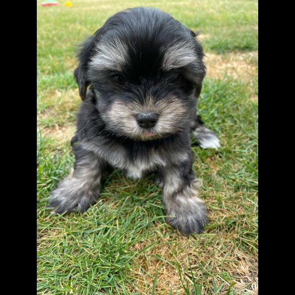 Morkie - Both