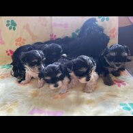 Morkie - Both