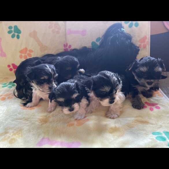 Morkie - Both