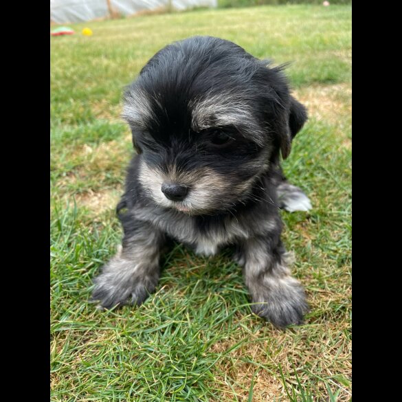 Morkie - Both