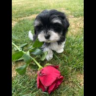 Morkie - Both