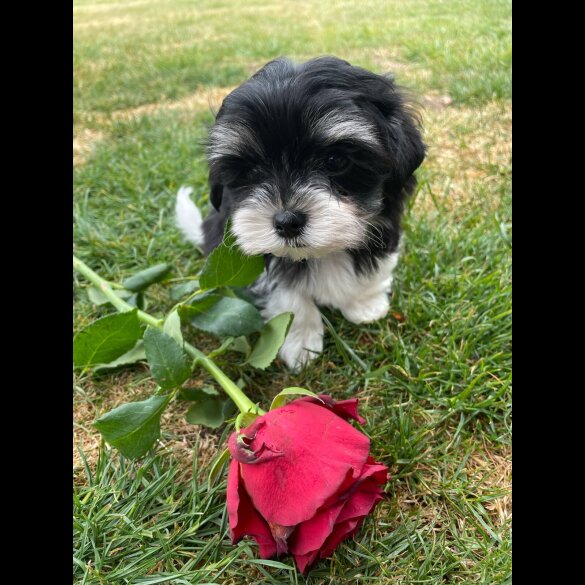 Morkie - Both