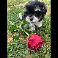Morkie - Both