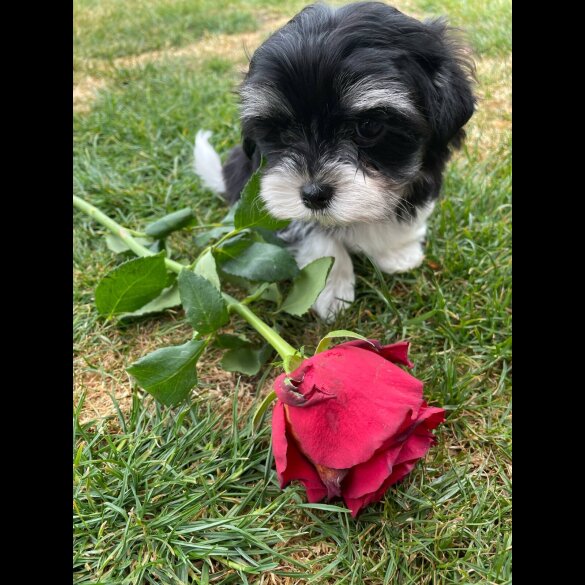 Morkie - Both