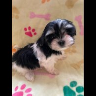 Morkie - Both