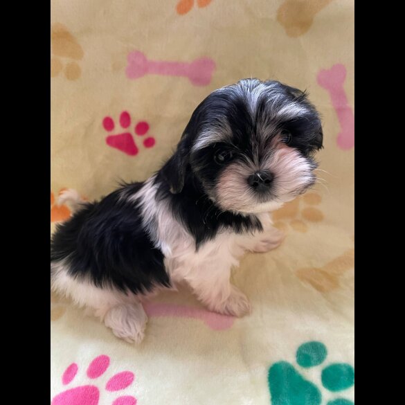 Morkie - Both