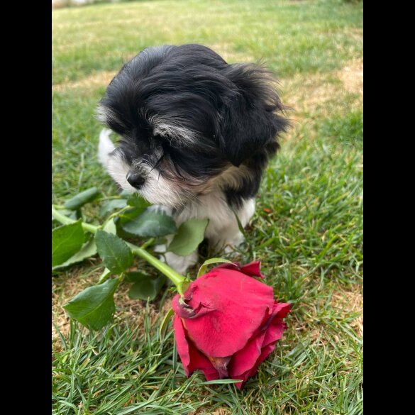 Morkie - Both