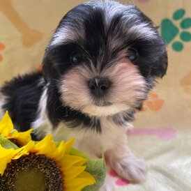 Morkie - Both