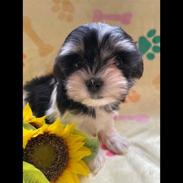 Morkie - Both