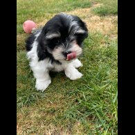 Morkie - Both