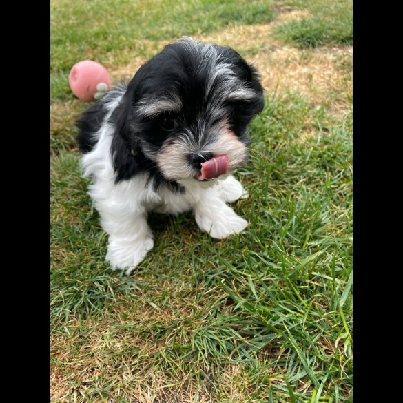 Morkie - Both