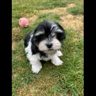 Morkie - Both