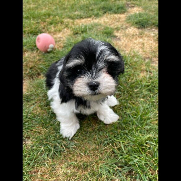 Morkie - Both