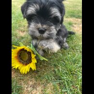 Morkie - Both