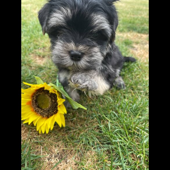 Morkie - Both