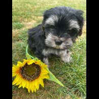 Morkie - Both