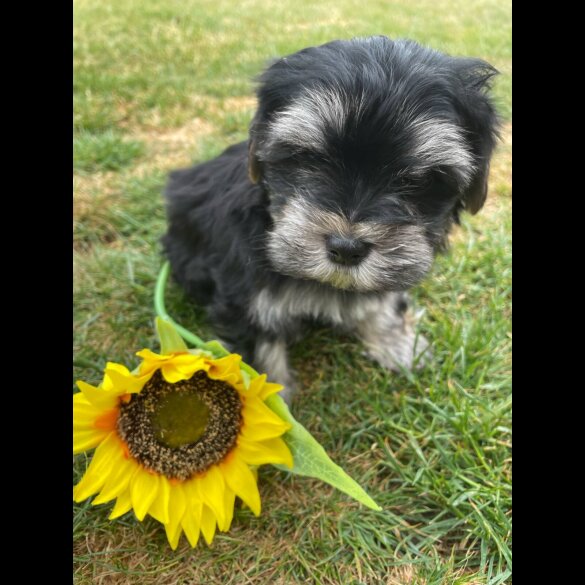 Morkie - Both
