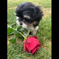 Morkie - Both