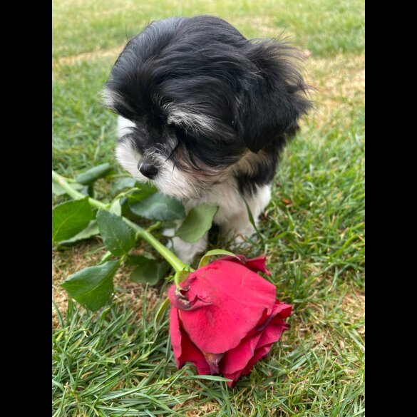 Morkie - Both