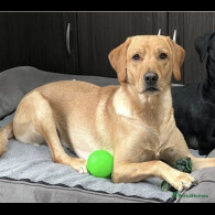 Labrador Retriever