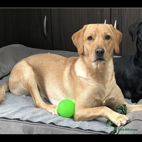 Labrador Retriever
