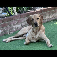 Labrador Retriever