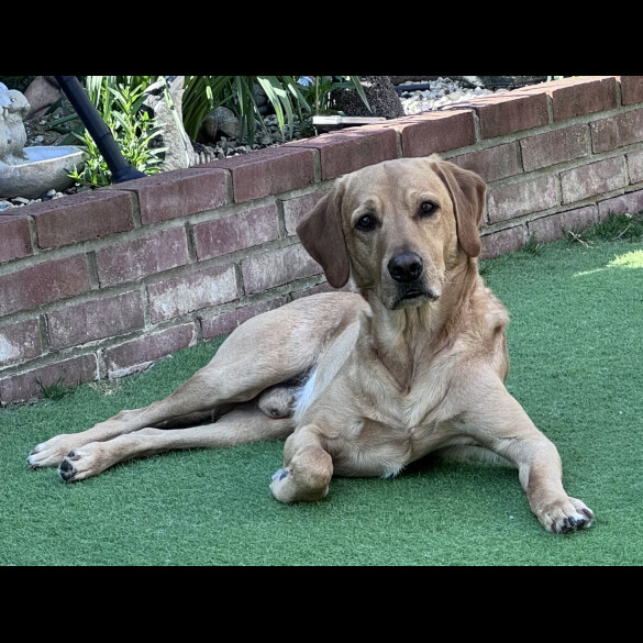 Labrador Retriever