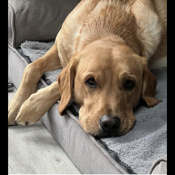Labrador Retriever