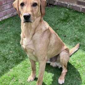 Labrador Retriever