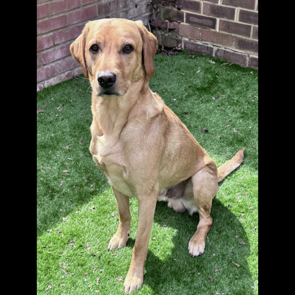 Labrador Retriever