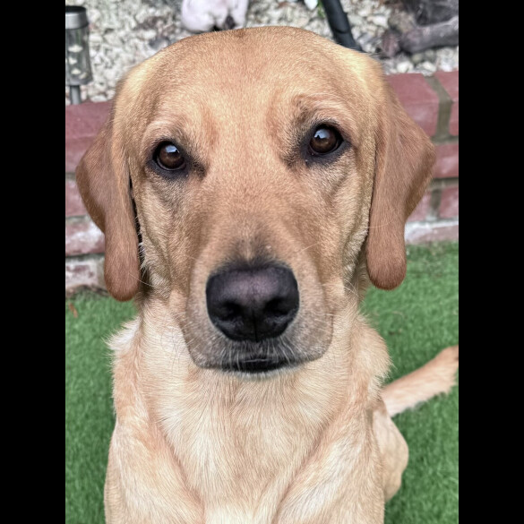 Labrador Retriever