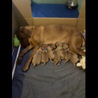 Labrador Retriever - Both