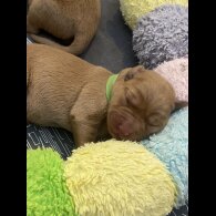 Labrador Retriever - Both