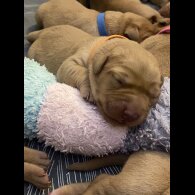 Labrador Retriever - Both