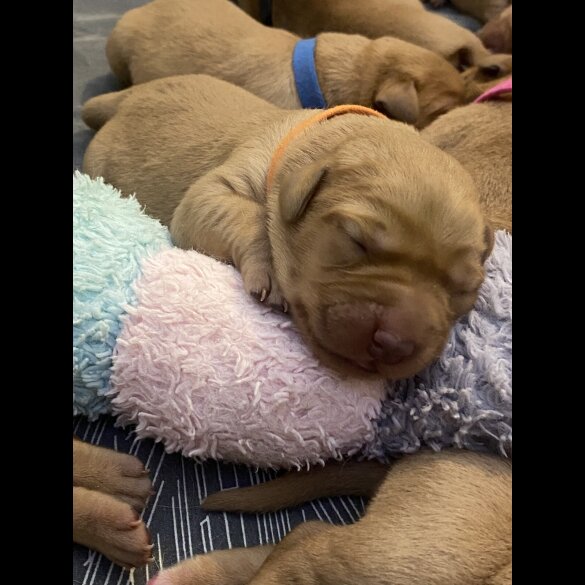 Labrador Retriever - Both