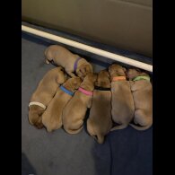Labrador Retriever - Both