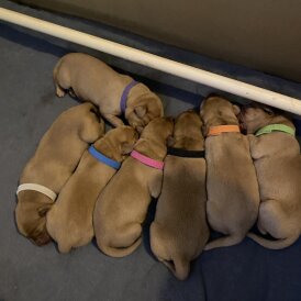 Labrador Retriever - Both