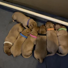 Labrador Retriever - Both